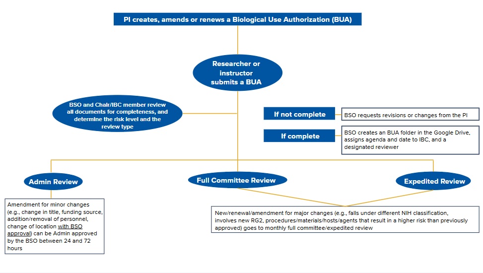 IBC process flowchart step 2